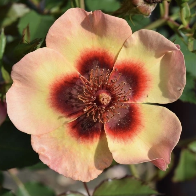 Фэнси Бэбилон Айс в Уфе