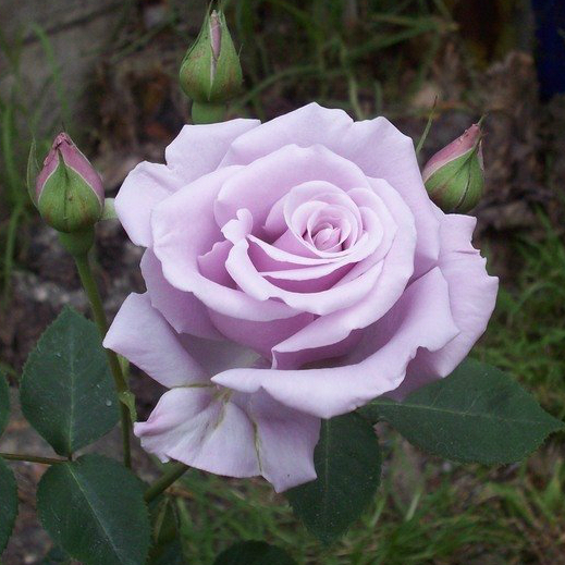 Сильвер Стар (Silver Star) в Уфе