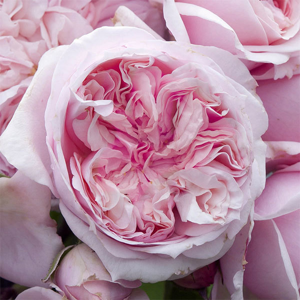 Шато Барбероллес в Уфе