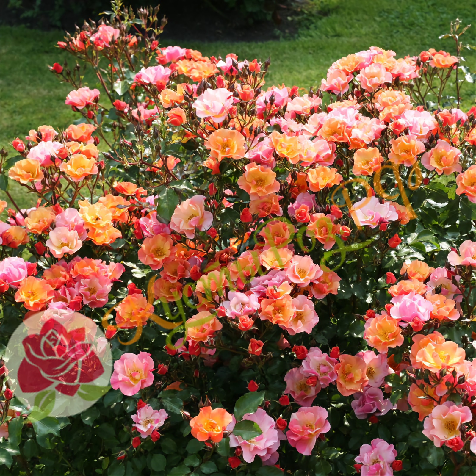 Джаз (Jazzz) в Уфе