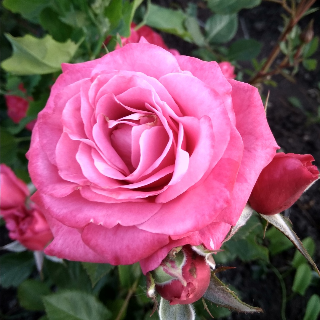 Лавендер Мейландина (Lavender Meillandina ) в Уфе