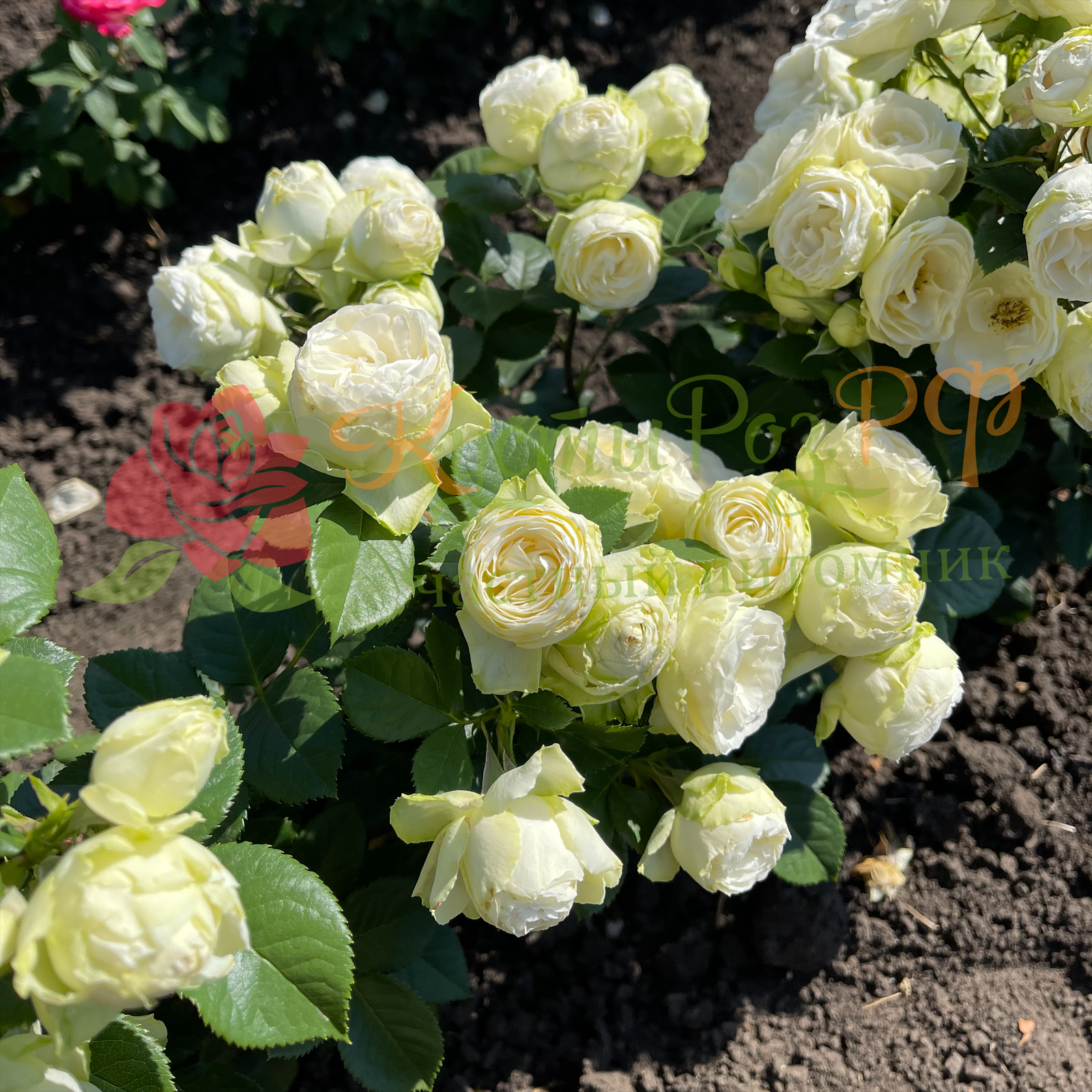 Ванила Лейс (Vanilla Lace) в Уфе