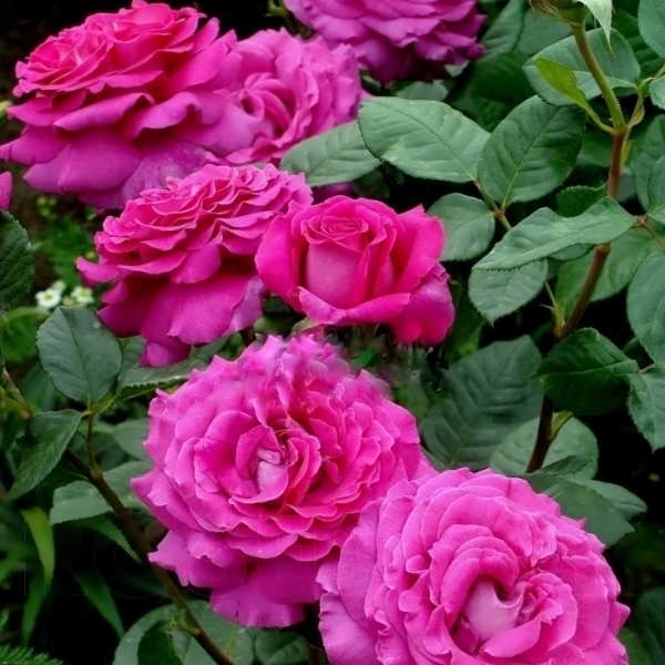 Шартрез де Парм (Chartreuse de Parme) в Уфе