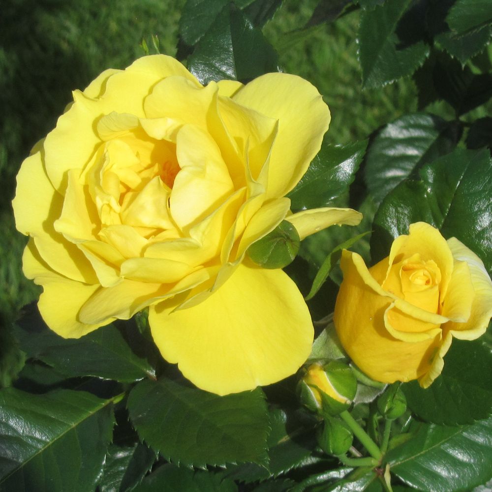 Дукат в Уфе