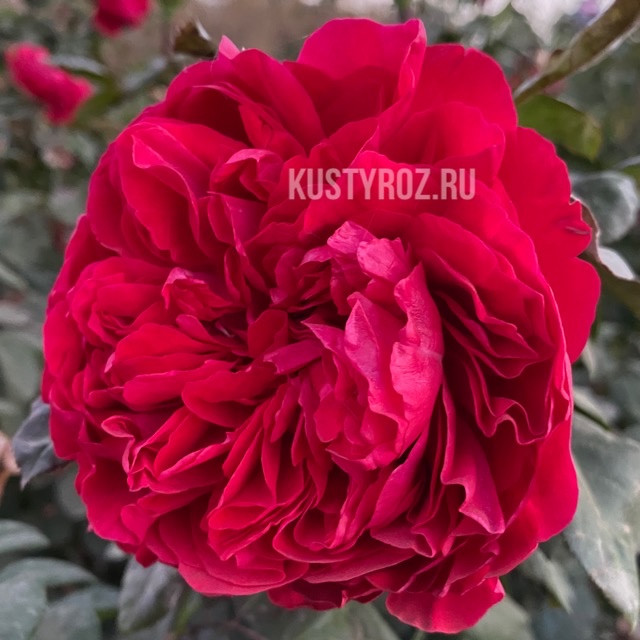 Ред Эден Роуз в Уфе