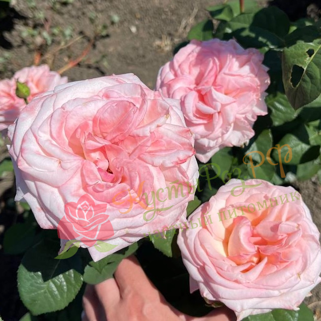 Пинк О'Хара (Pink O'Hara) в Уфе