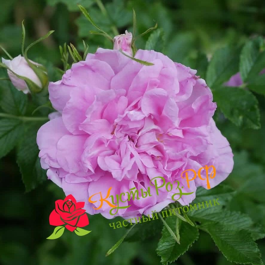 Миссис Дорин Пайк (MRS DOREEN PIKE) в Уфе