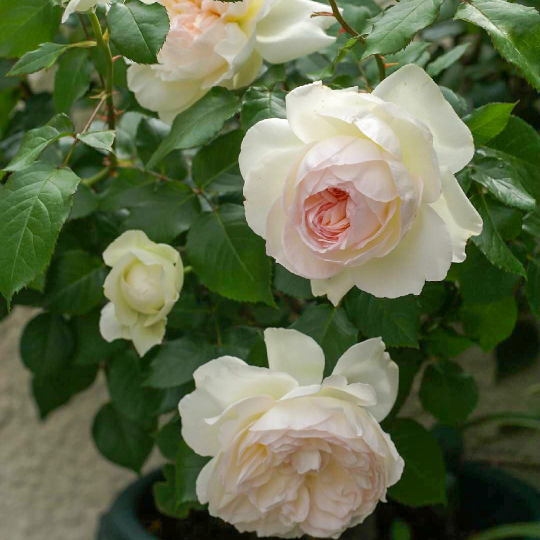 Болеро в Уфе