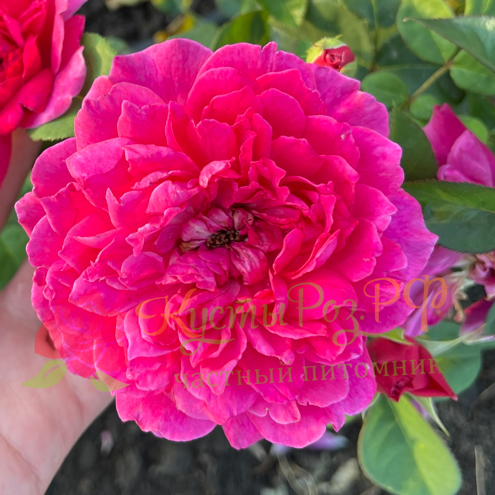 Софи Роуз (Sophy’s Rose) в Уфе