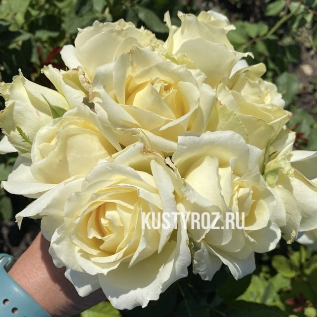 Прауд (PROUD) в Уфе