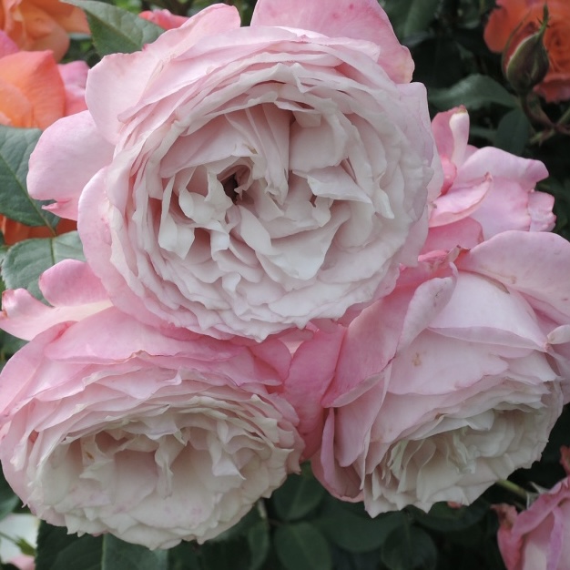 Розенфасцинацион в Уфе