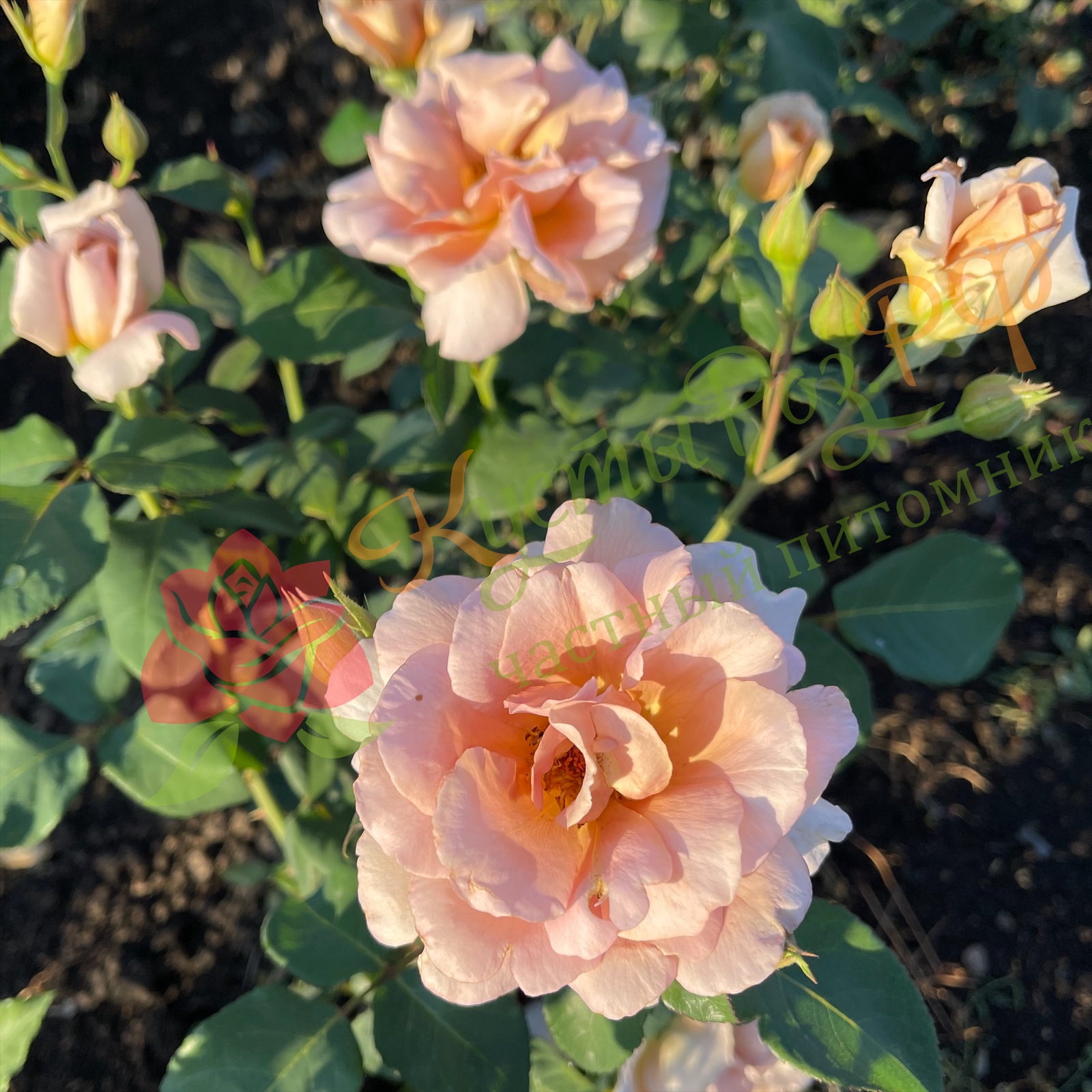 Джулия Роуз (Julia's Rose) в Уфе