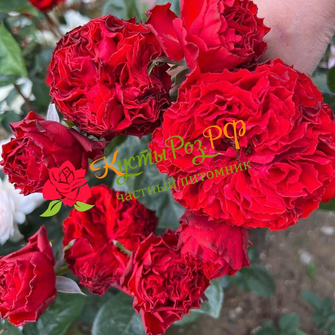 Самарканда (Samarcanda) в Уфе