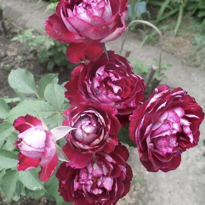 Бель де Сегоза (Belle de Segosa) в Уфе