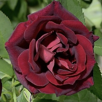 Бургунди Рамблер в Уфе