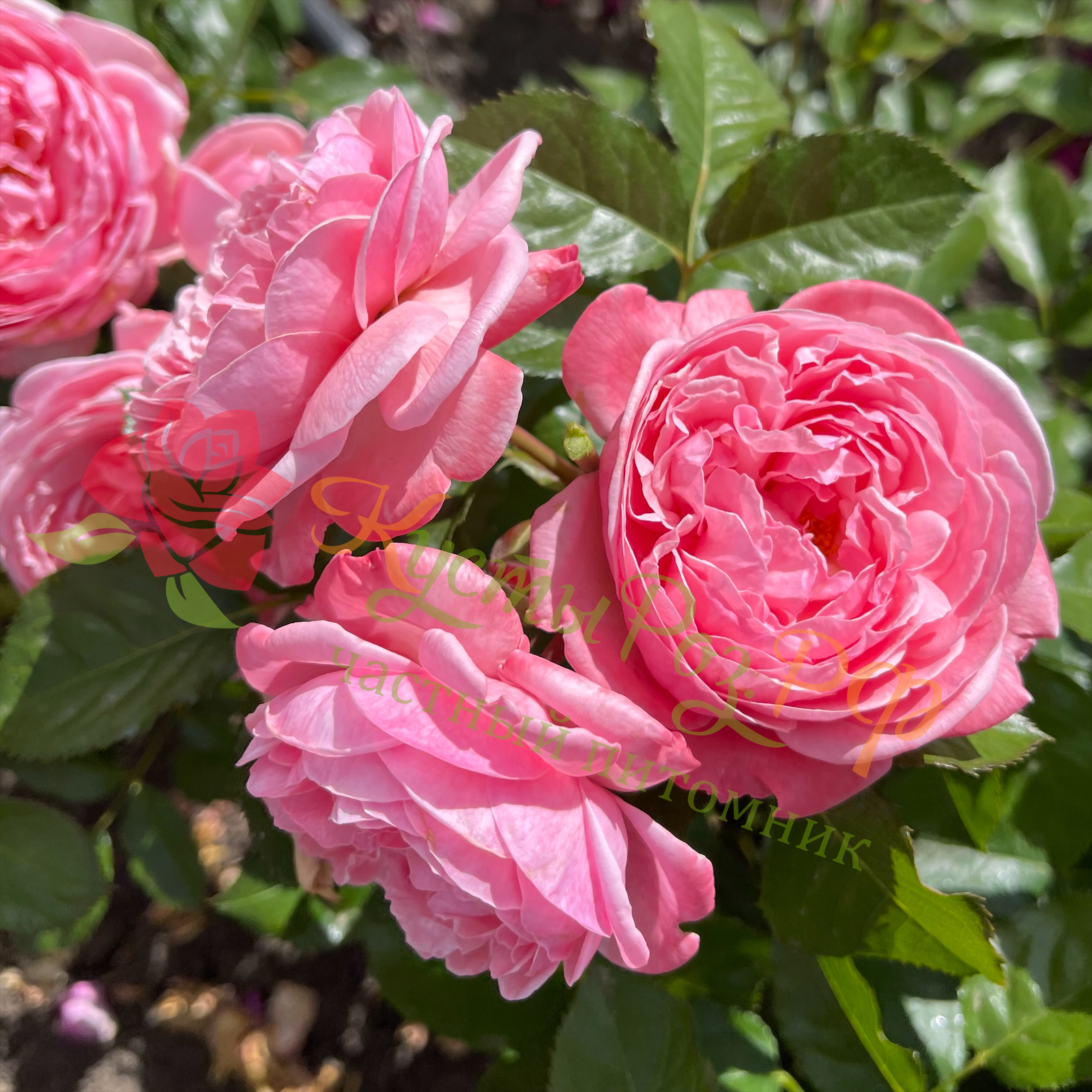 Кельнер Флора (Kolner Flora) в Уфе