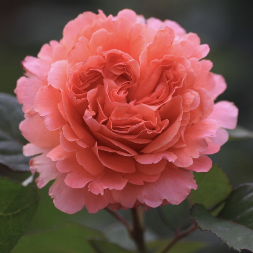 Этруска (Etrusca) в Уфе