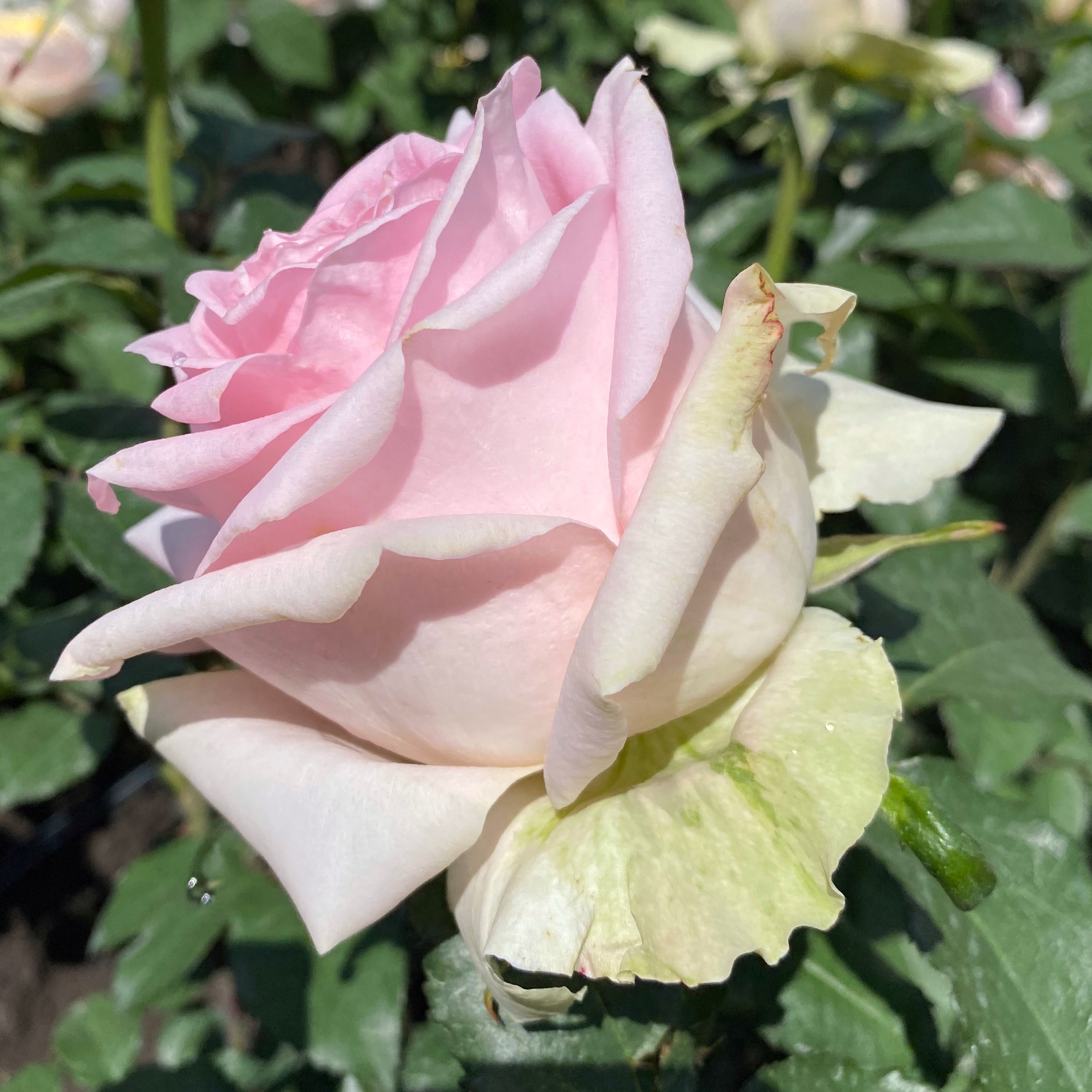 Вивальди (Vivaldi) в Уфе