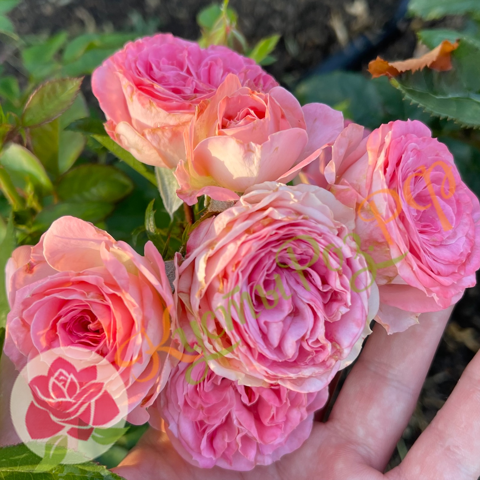 Мюриэль Лейс (Muriel Lace) в Уфе