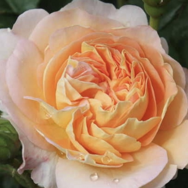 Амели Нотомб (Amelie Nothomb) в Уфе