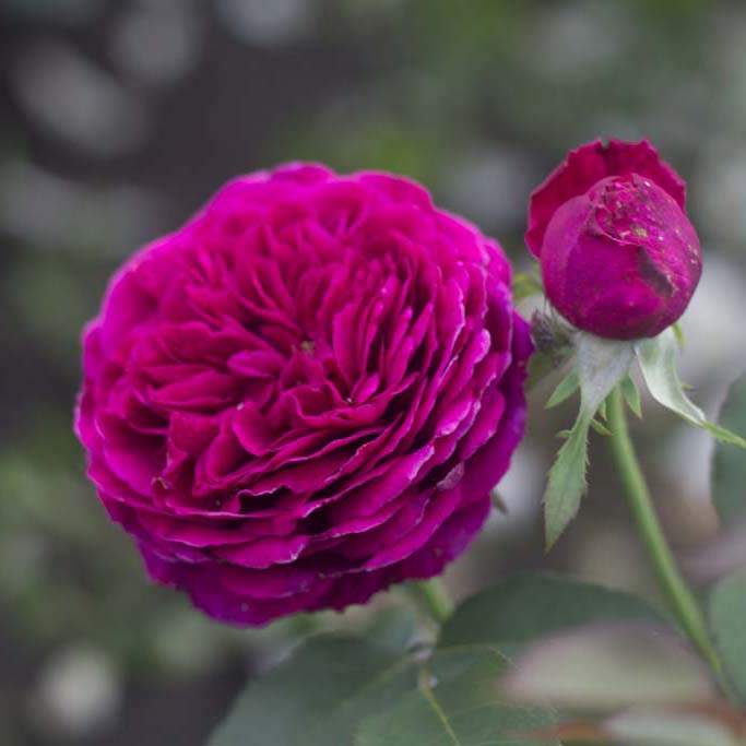 Фальстаф (Falstaff) в Уфе