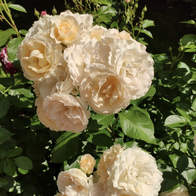 Сан Суси в Уфе