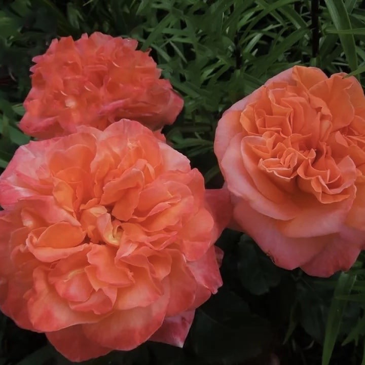 Рене Госсини (Rene Goscinny) в Уфе