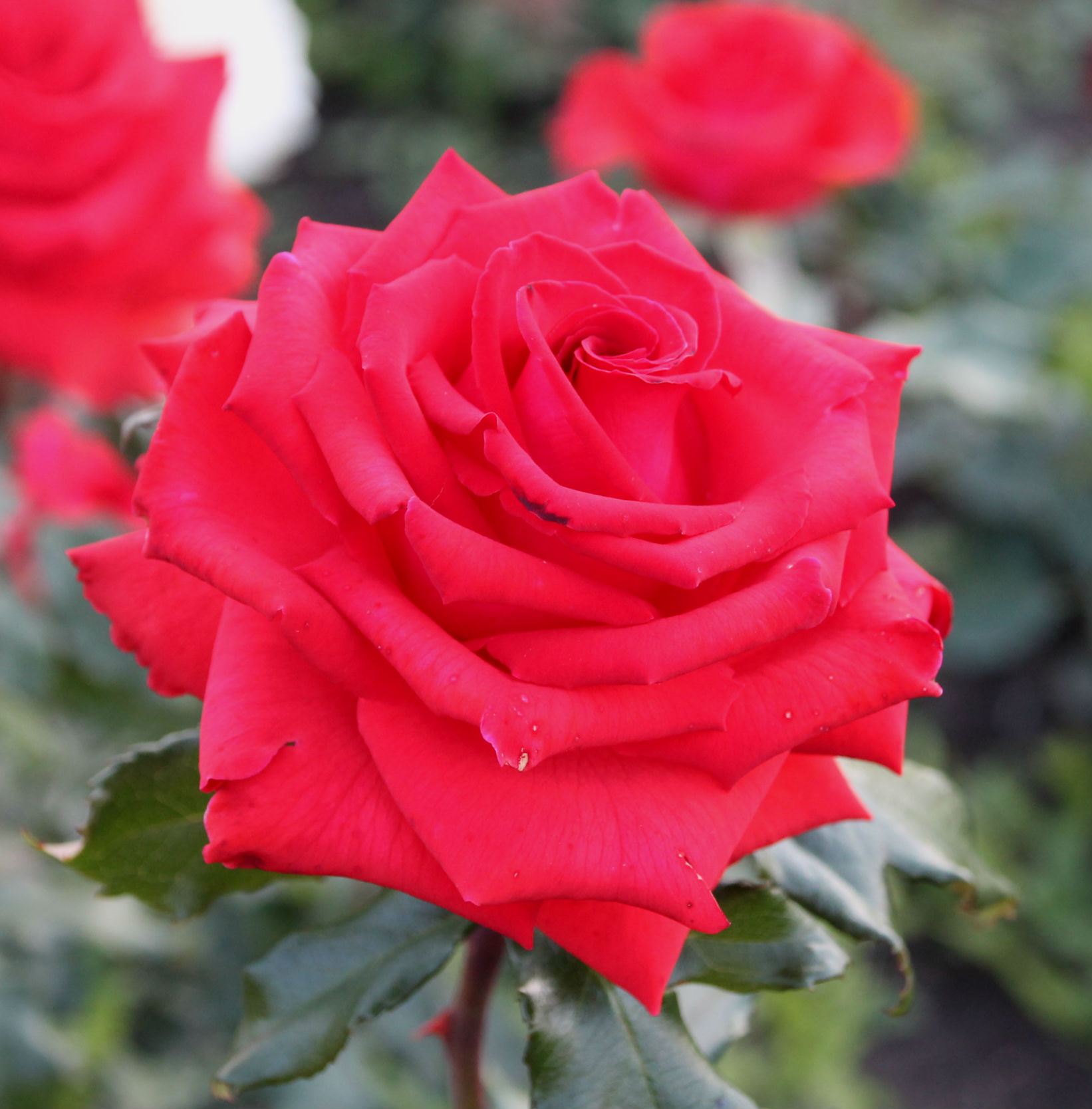 Бургунд (Burgund) в Уфе