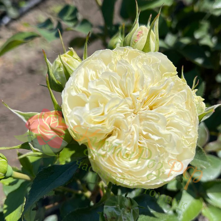 Викториан Вайт (Victorian White) в Уфе