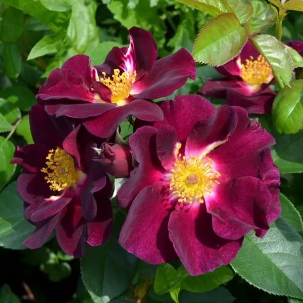 Найт Оул в Уфе