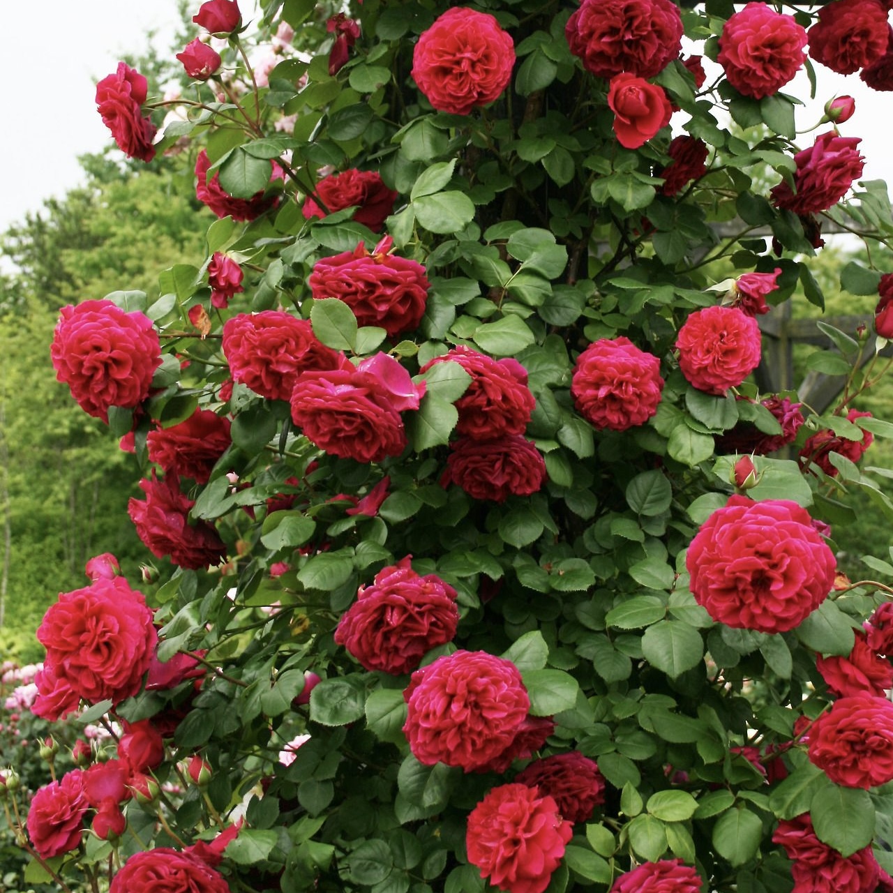 Тесс оф зе Д’эрбервилль в Уфе