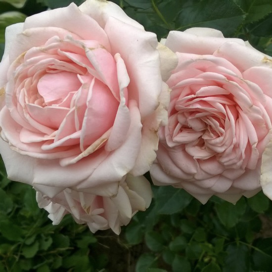 Лакре в Уфе