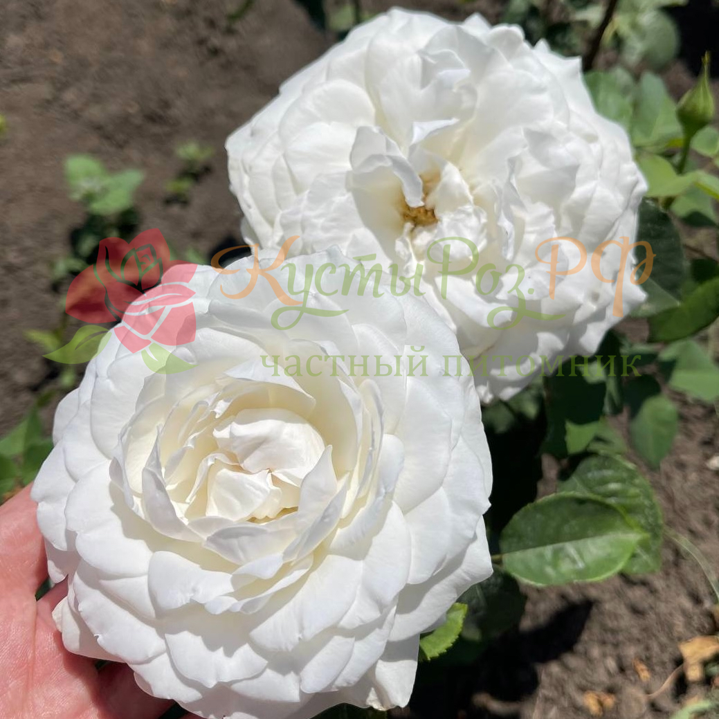 Принцесса Миюки в Уфе