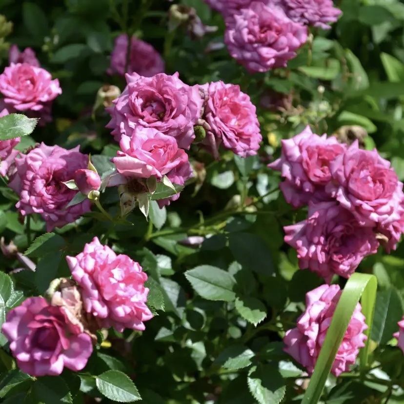 Лавендер Джувел (Lavender Jewel) в Уфе