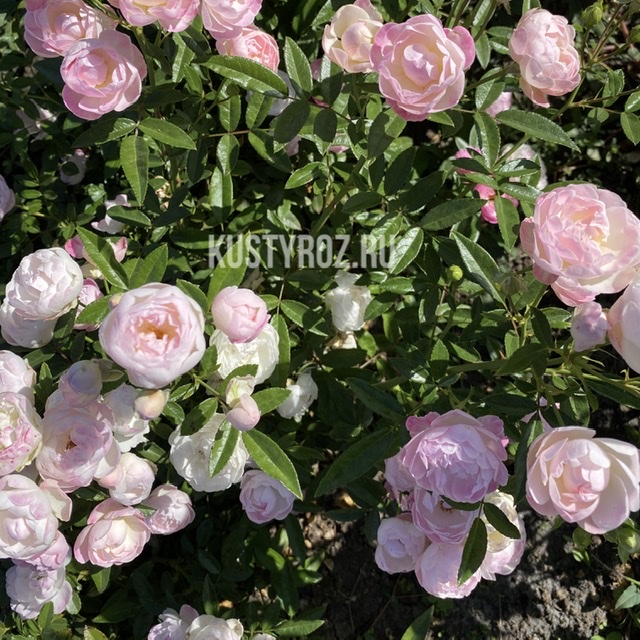 Пинк Морсдаг (Morsdag Pink) в Уфе