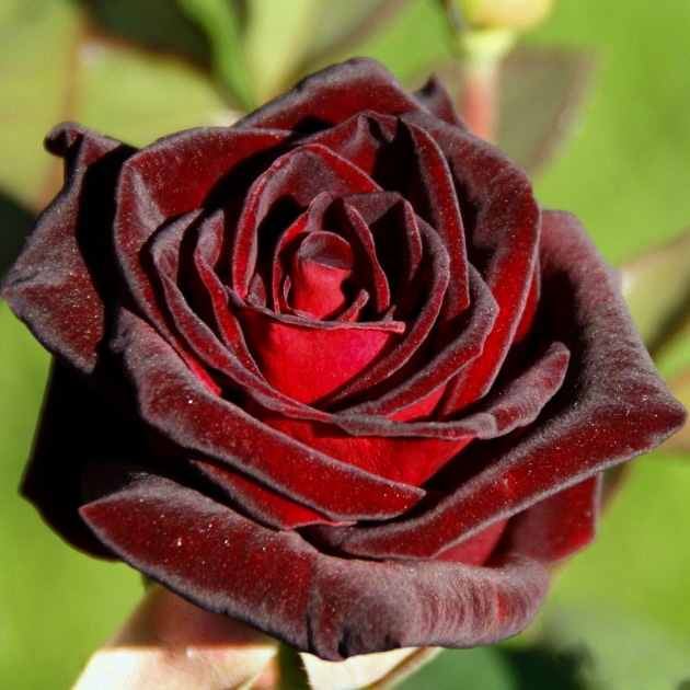 Блэк баккара (Black Baccara) в Уфе