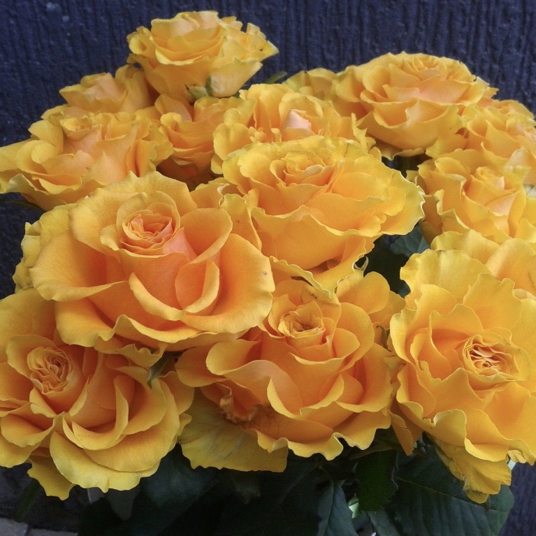 Сфинкс (Sphinx) в Уфе