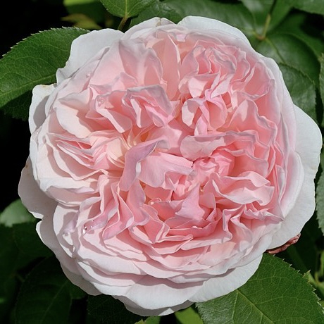 Сейнт Суитун в Уфе