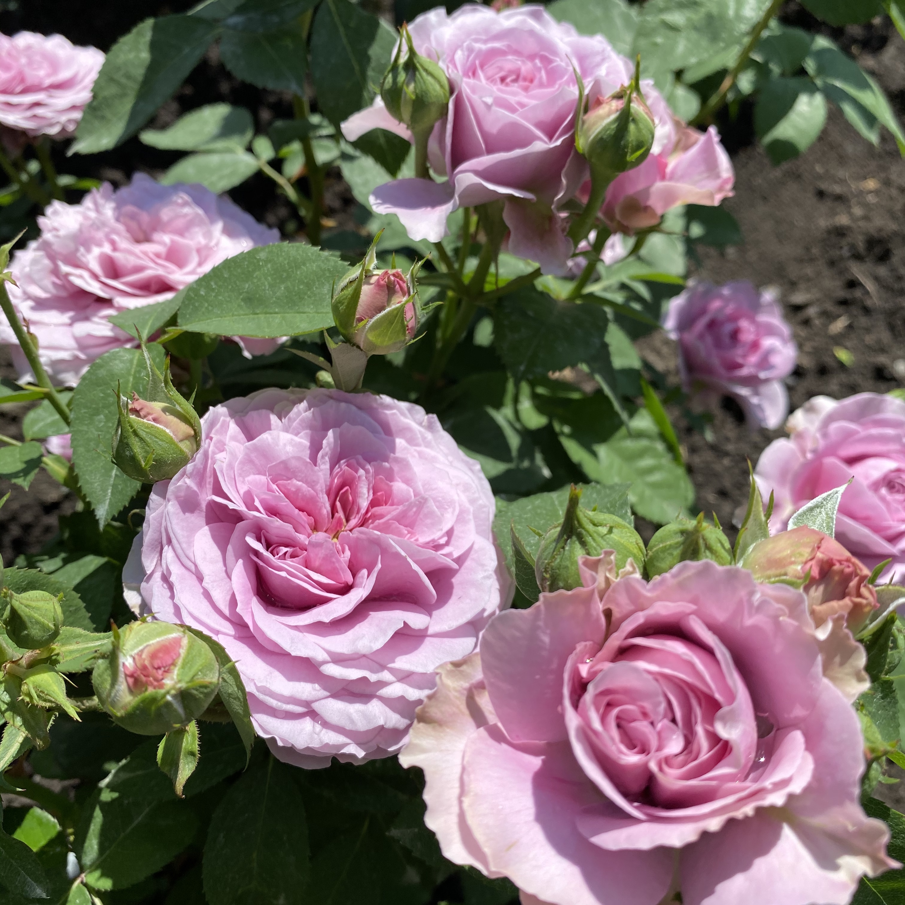 Лавандер айс (Lavender Ice) в Уфе