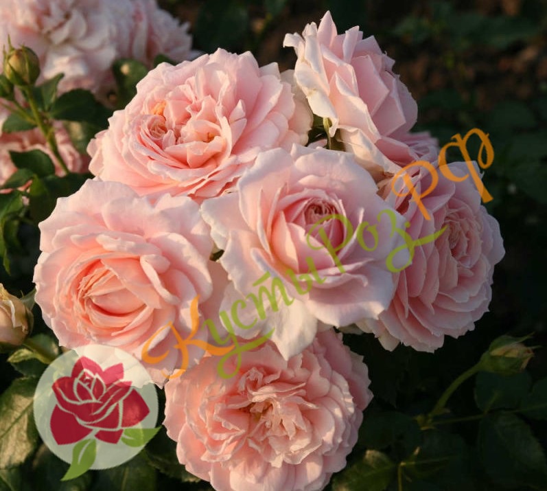 Кремоза (Cremosa) в Уфе