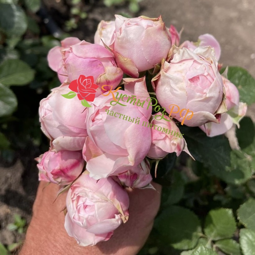 Сильва Пинк (SILVA PINK) в Уфе