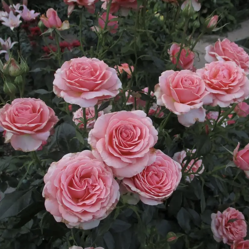 Поэзи в Уфе