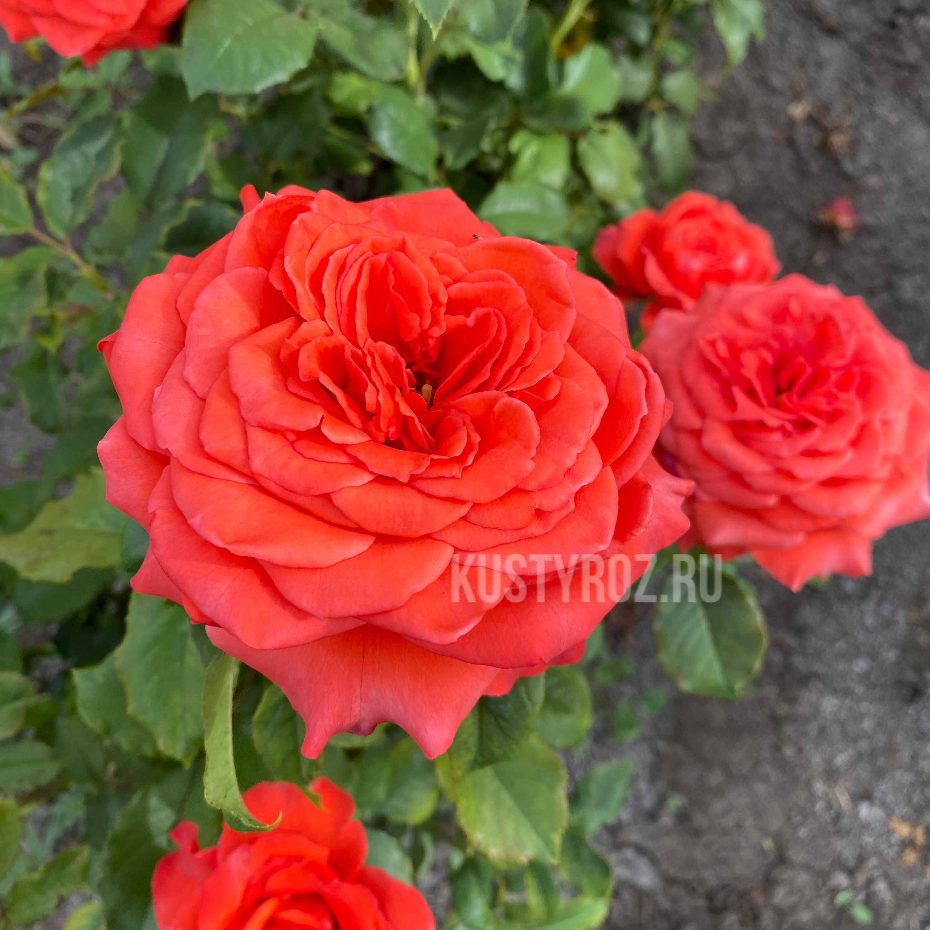 Нина Вейбул в Уфе